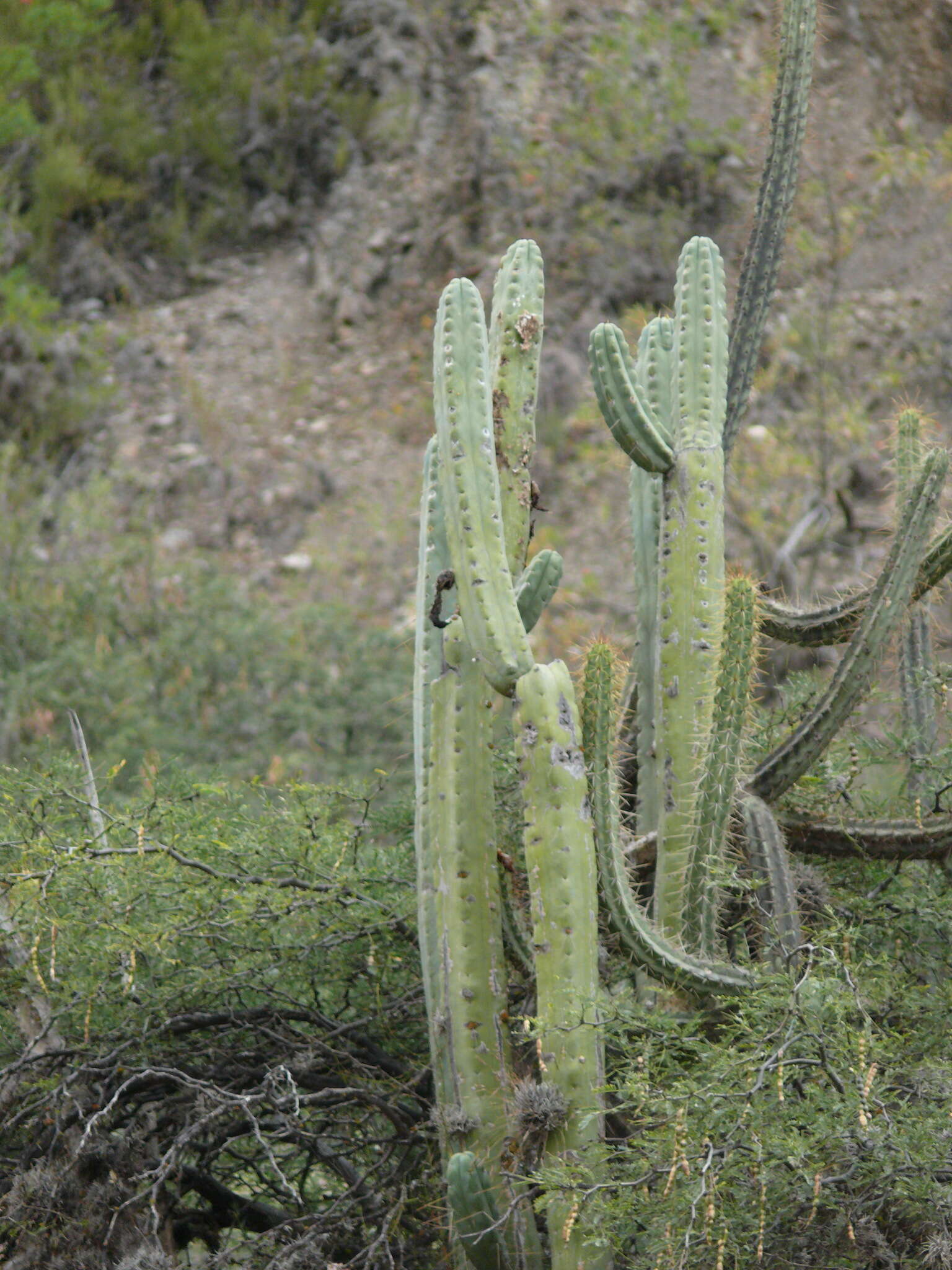 Image of Bolivian Torch Cactus