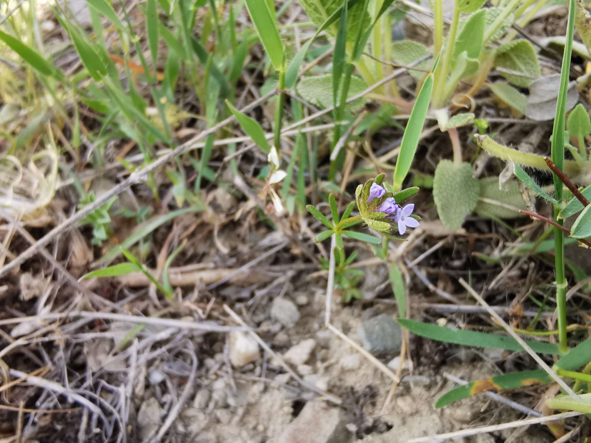 Image de Asperula arvensis L.