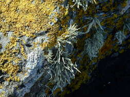 Image of Ramalina cuspidata (Ach.) Nyl.