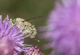 Neorhynchocephalus sackenii (Williston 1880)的圖片