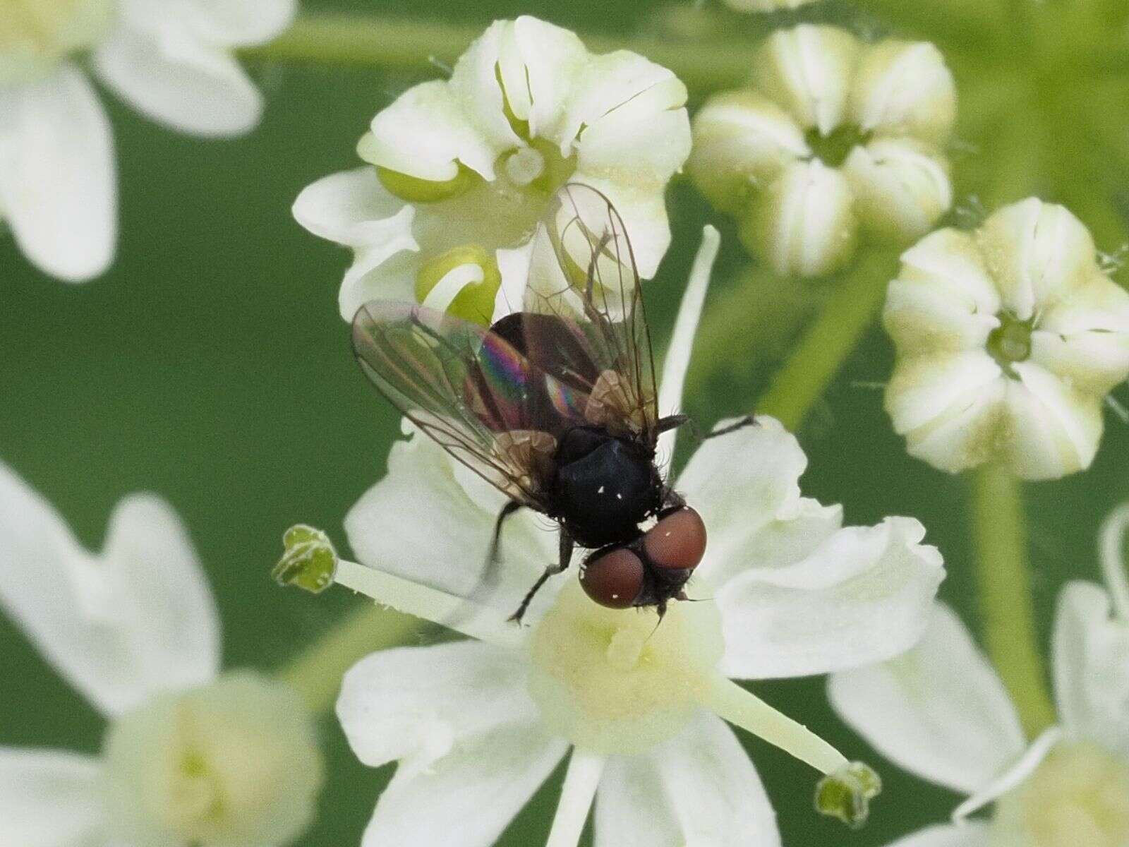 Image of Phasia barbifrons (Girschner 1887)