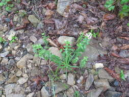 Image of Galium platygalium (Maxim.) Pobed.