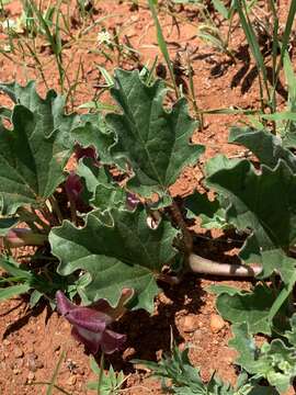 Image of devil's claw