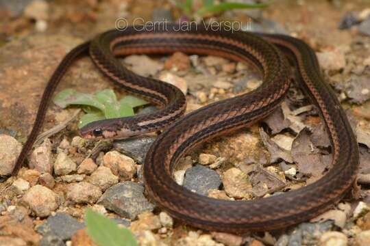 Image of Tantilla ruficeps (Cope 1894)