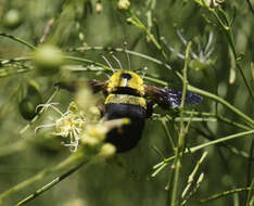 Plancia ëd Xylocopa calens Lepeletier 1841