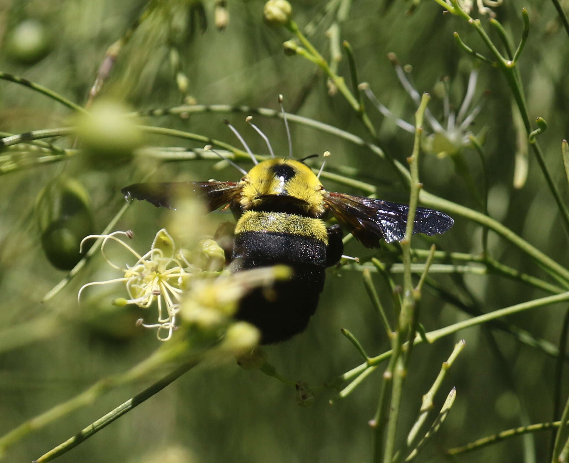 Imagem de Xylocopa calens Lepeletier 1841