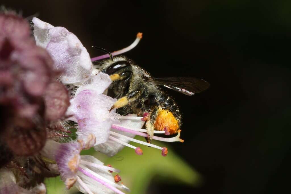 Image de <i>Pseudoanthidium repetitum</i>