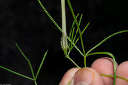 Image of spiderleaf