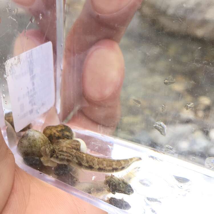 Image of Red-tailed goby