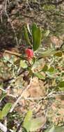 صورة Eremophila glabra subsp. glabra