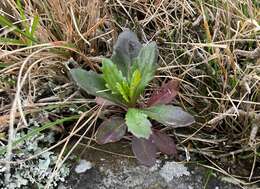 Sivun Senecio matatini subsp. basinudus (Ornduff) Courtney, de Lange & Pelser kuva