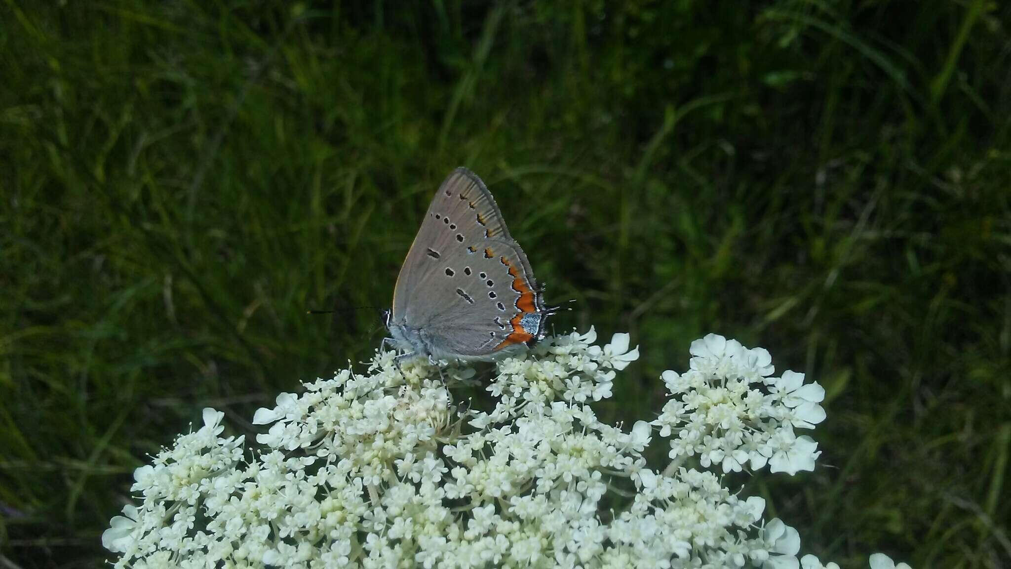 Image of Acadian Hairstreak