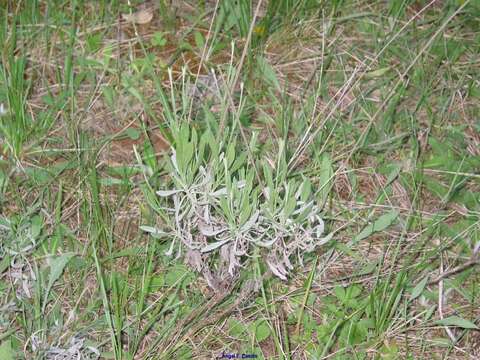 Image of Spike Lavendar