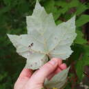 Sivun Acer rubrum var. drummondii (Hook. & Arn. ex Nutt.) Sarg. kuva