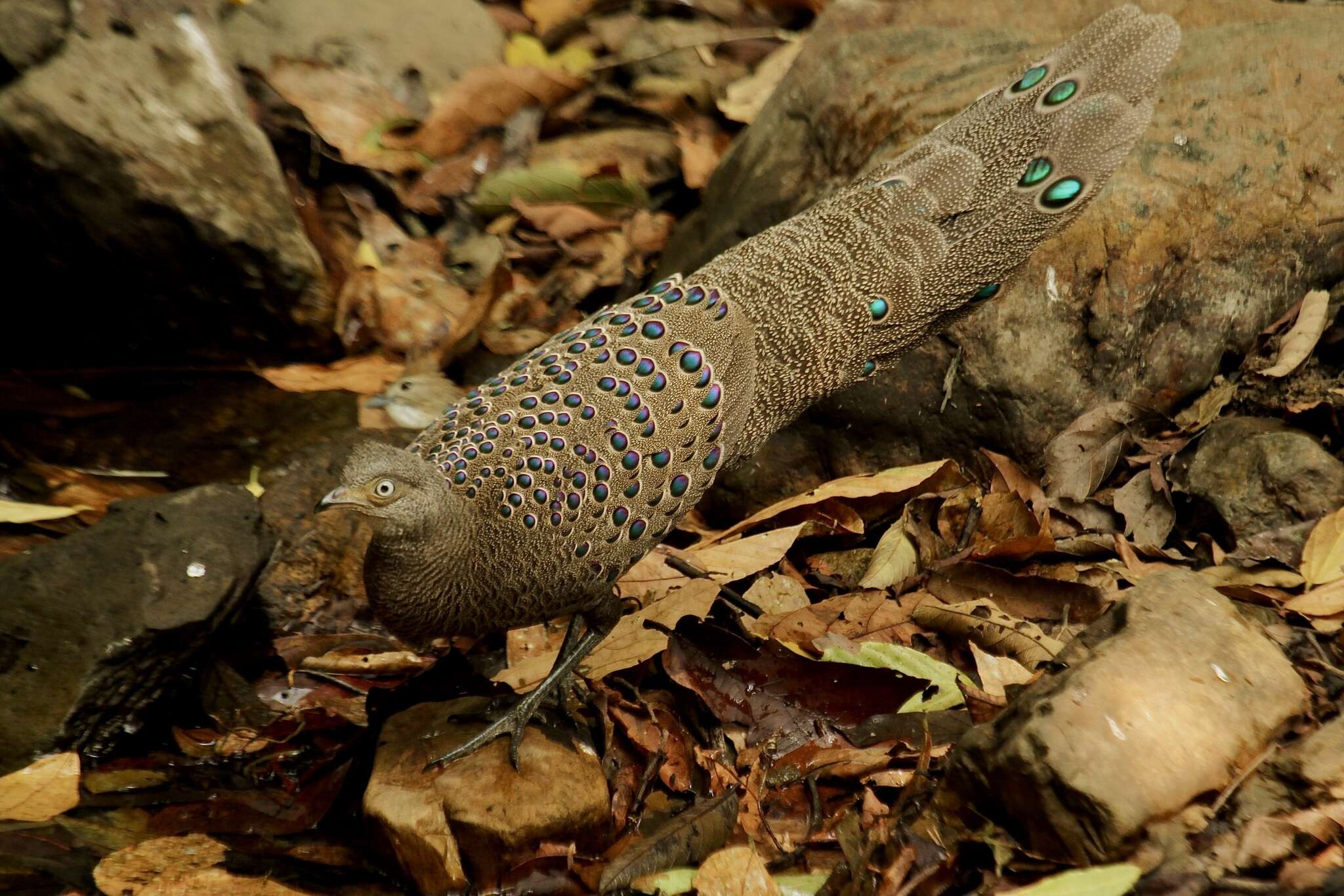 Image of Grey Peacock Pheasant