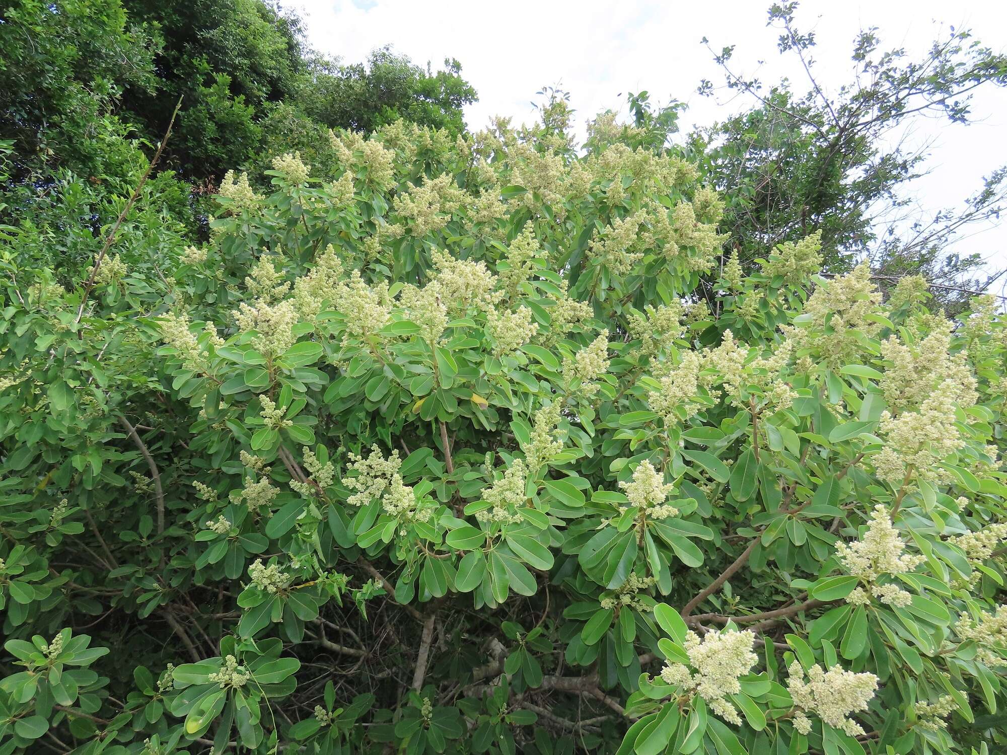 Image of Ozoroa obovata (Oliv.) R. & A. Fernandes