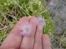 Image of Hofmeisteria fasciculata (Benth.) Walp.