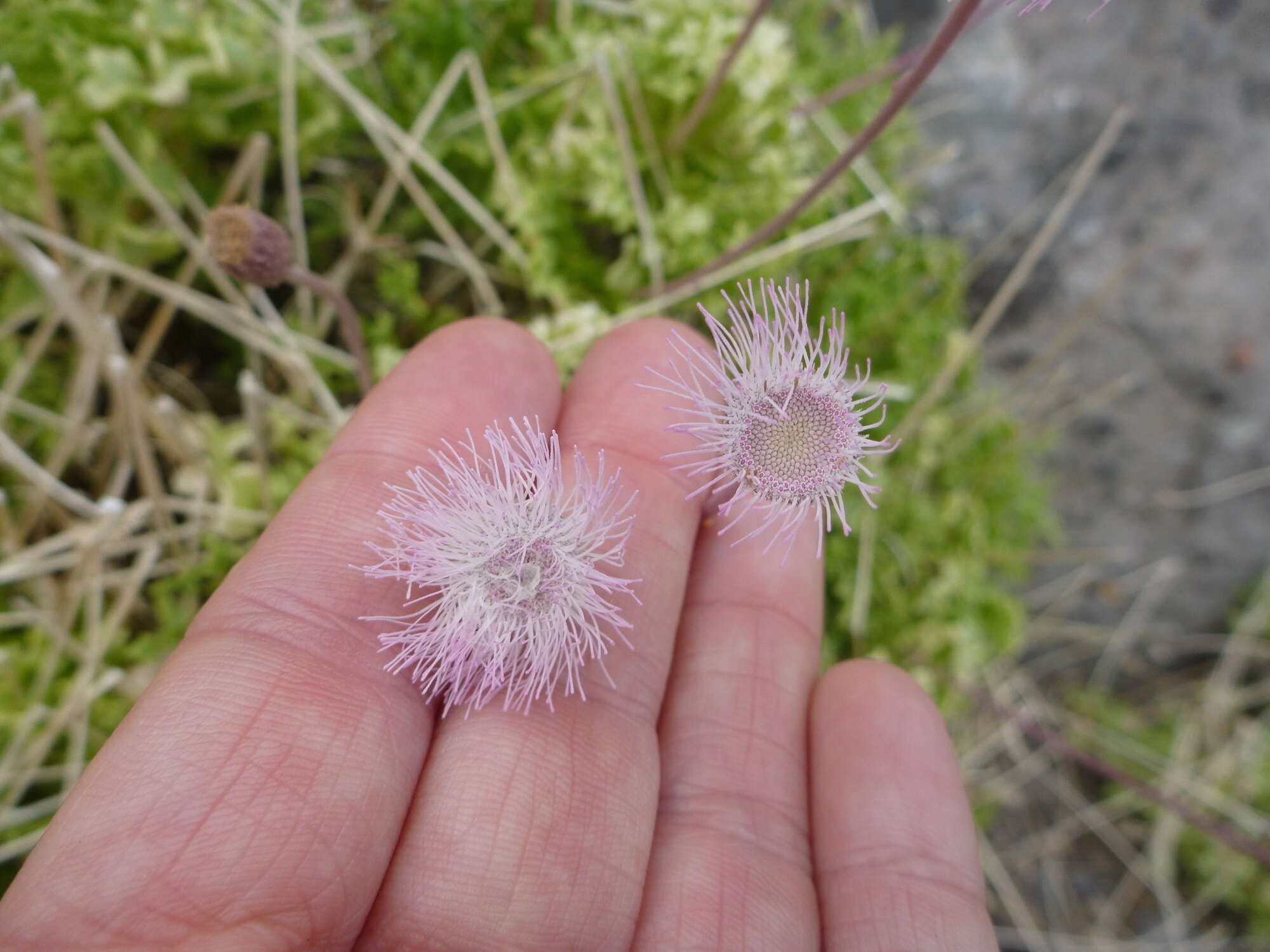 Image of Hofmeisteria fasciculata (Benth.) Walp.