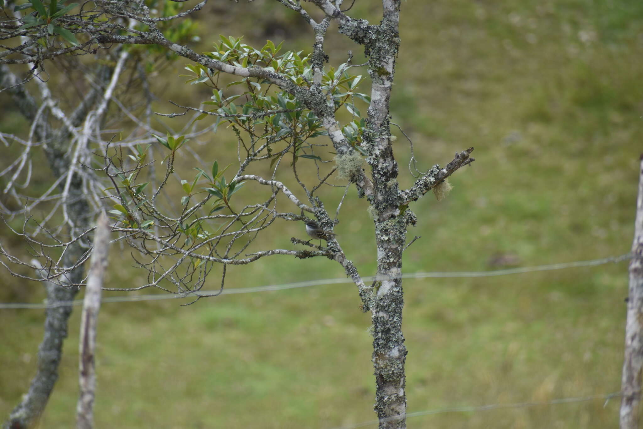 Image of White-throated Tyrannulet