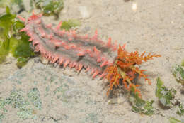 Image of Thorny sea cucumber