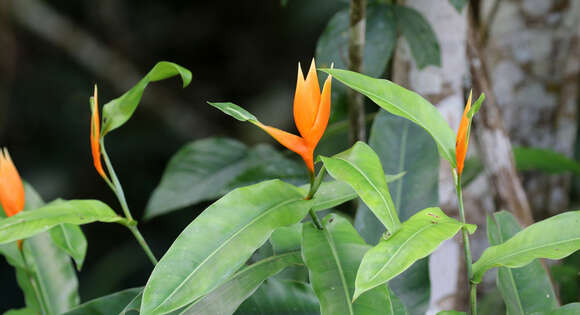 Image of Heliconia aurantiaca Verschaff.