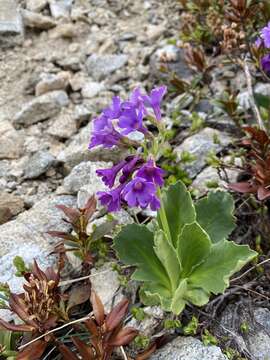 Primula latifolia Lapeyr. resmi