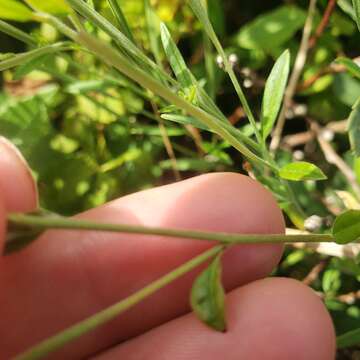 Sivun Epilobium leptophyllum Rafin. kuva