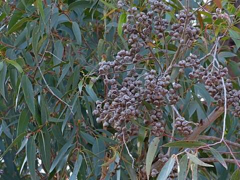 Image of yellow stringybark