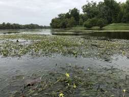 Image of grassleaf mudplantain