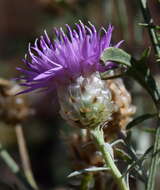 Image of Centaurea sarandinakiae Illarionova