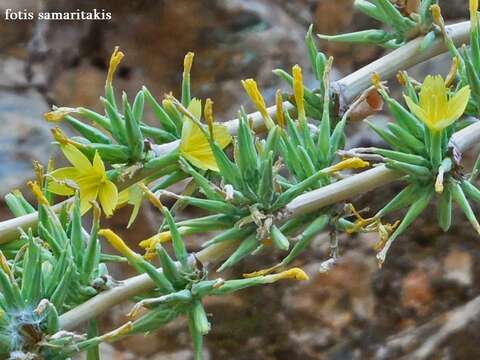 Image de Lactuca acanthifolia (Willd.) Boiss.