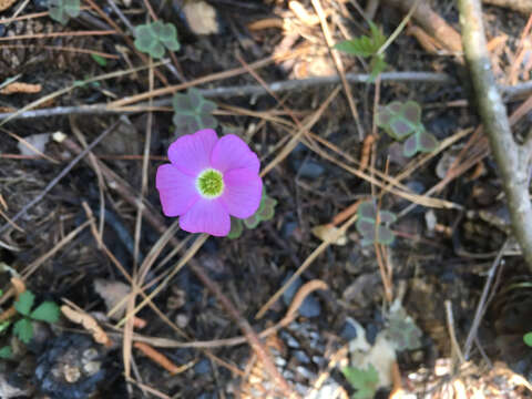 Imagem de Oxalis violacea L.