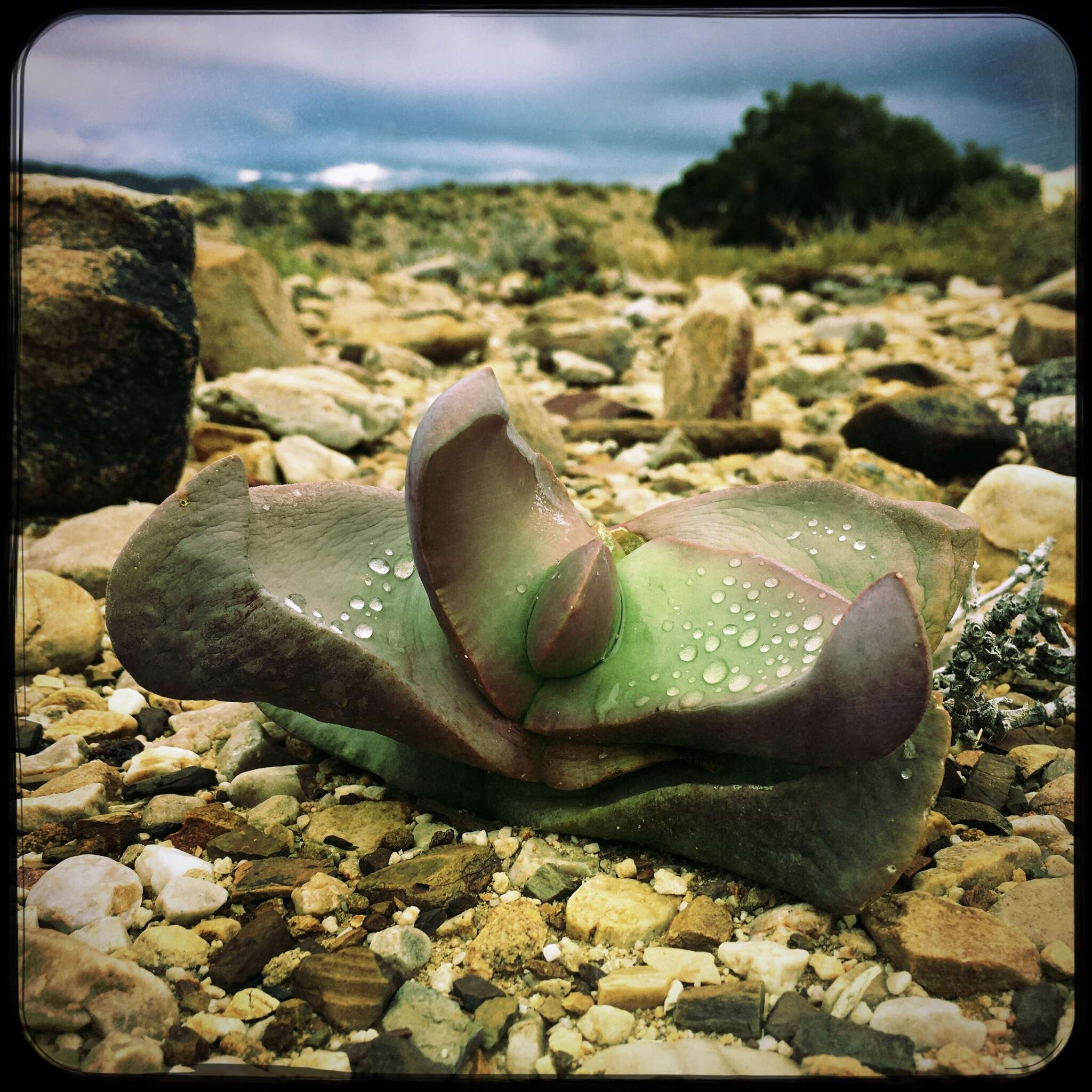 Image of Glottiphyllum neilii N. E. Br.