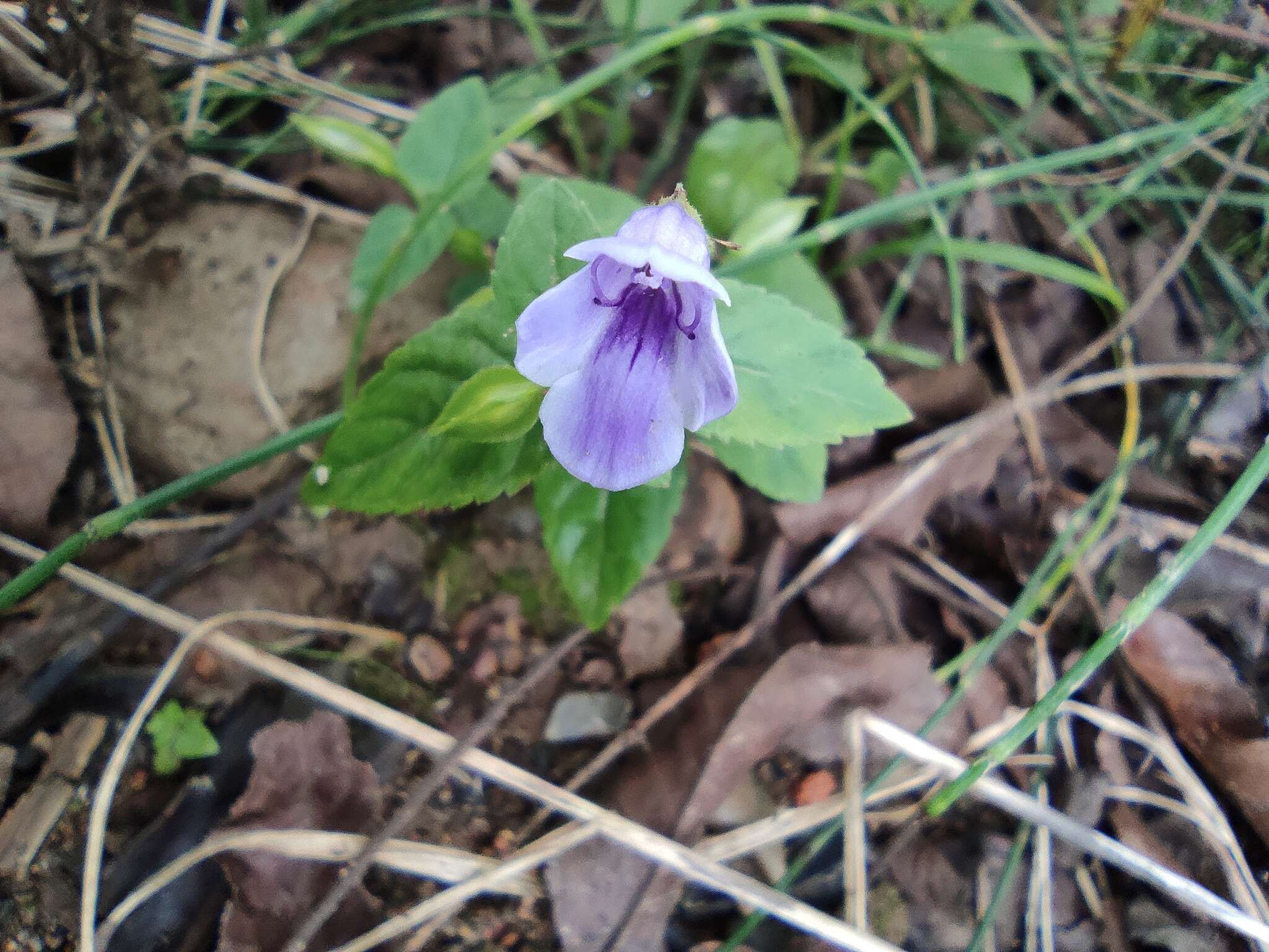 صورة Torenia asiatica L.