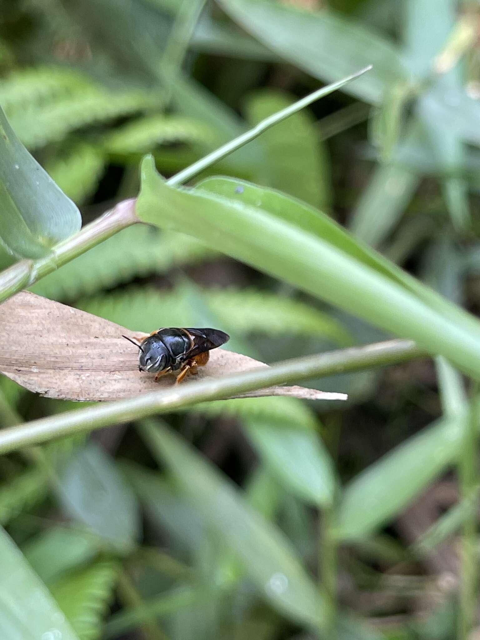 Imagem de Pachyanthidium bouyssoui (Vachal 1903)