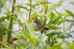 Image of Streaky Seedeater