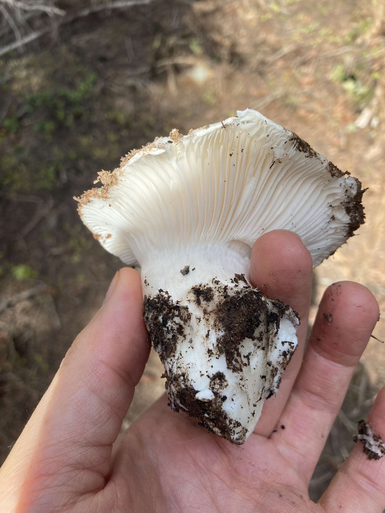 Слика од Hygrophorus subalpinus A. H. Sm. 1941