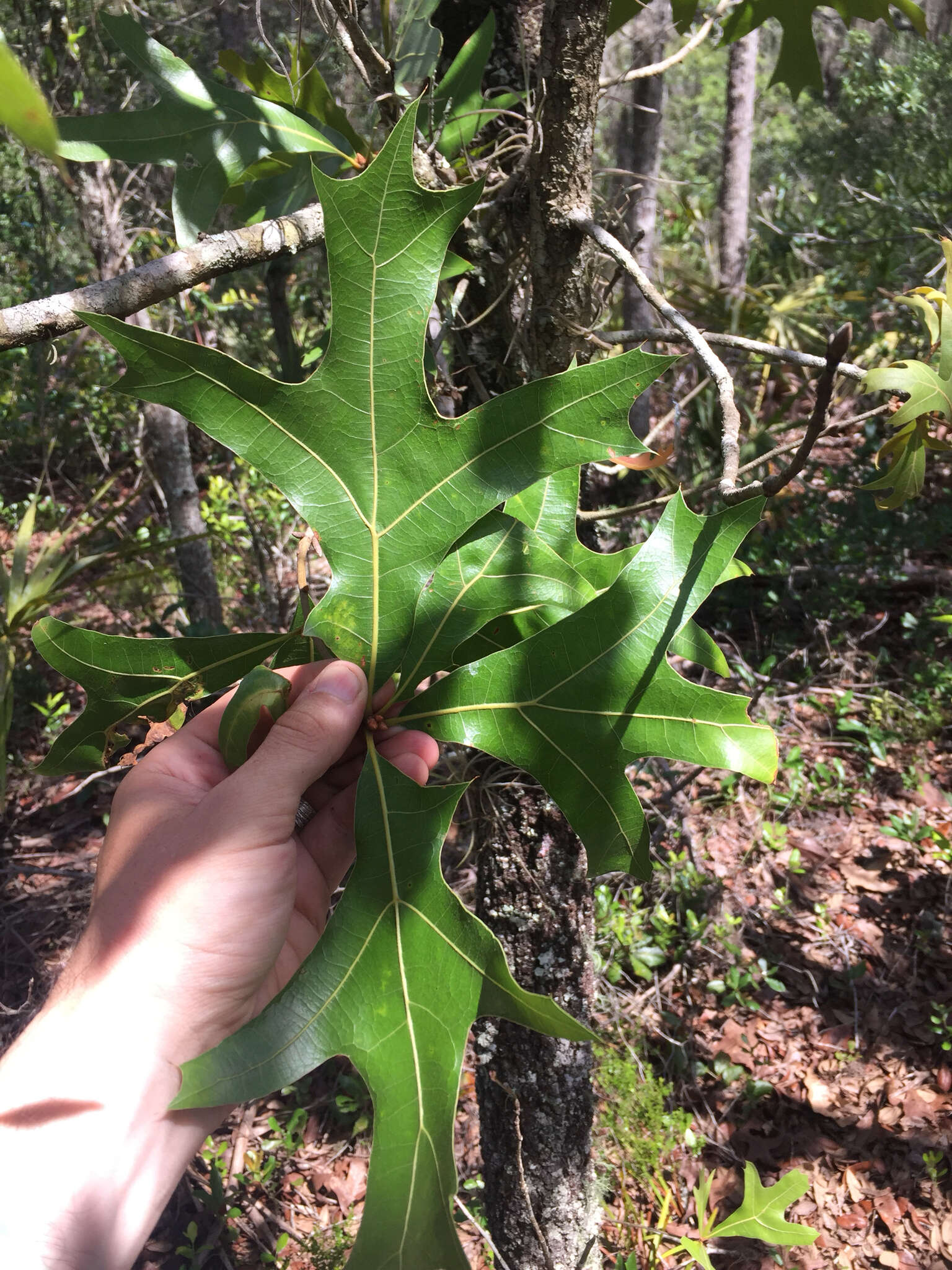 Image of Turkey Oak