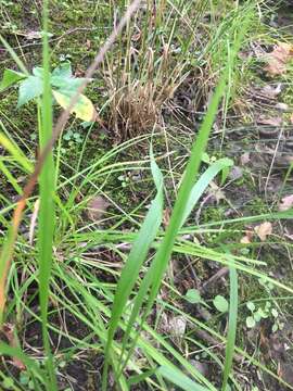 Image de Festuca subverticillata (Pers.) E. B. Alexeev