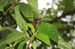 Image of Polistes tenebricosus Lepeletier 1836