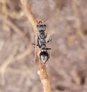 Image de Myrmecia urens Lowne 1865