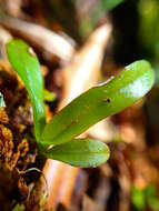 Plancia ëd Drymoanthus adversus (Hook. fil.) Dockrill