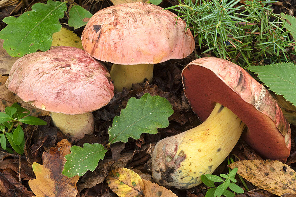 Image of wolf bolete