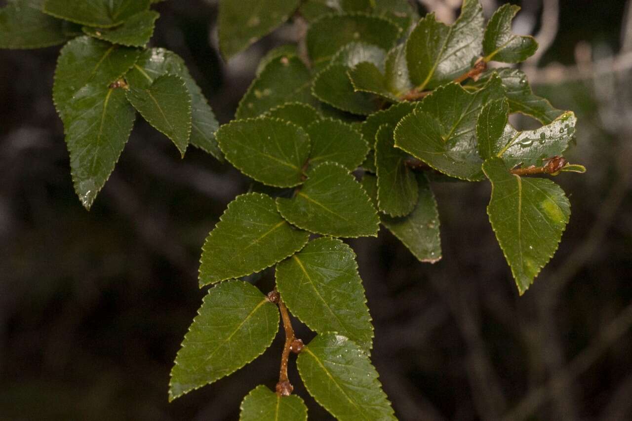 Image of Nothofagus nitida (Phil.) Krasser