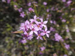 Image of Coleonema aspalathoides A. Juss.