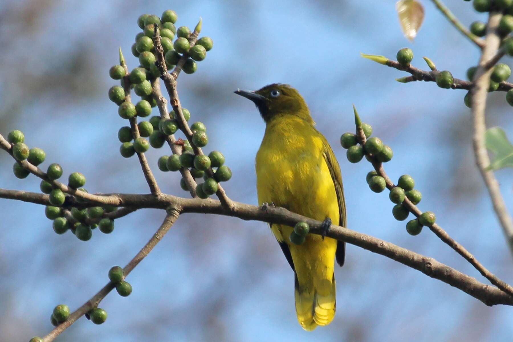 Image of Andaman Bulbul