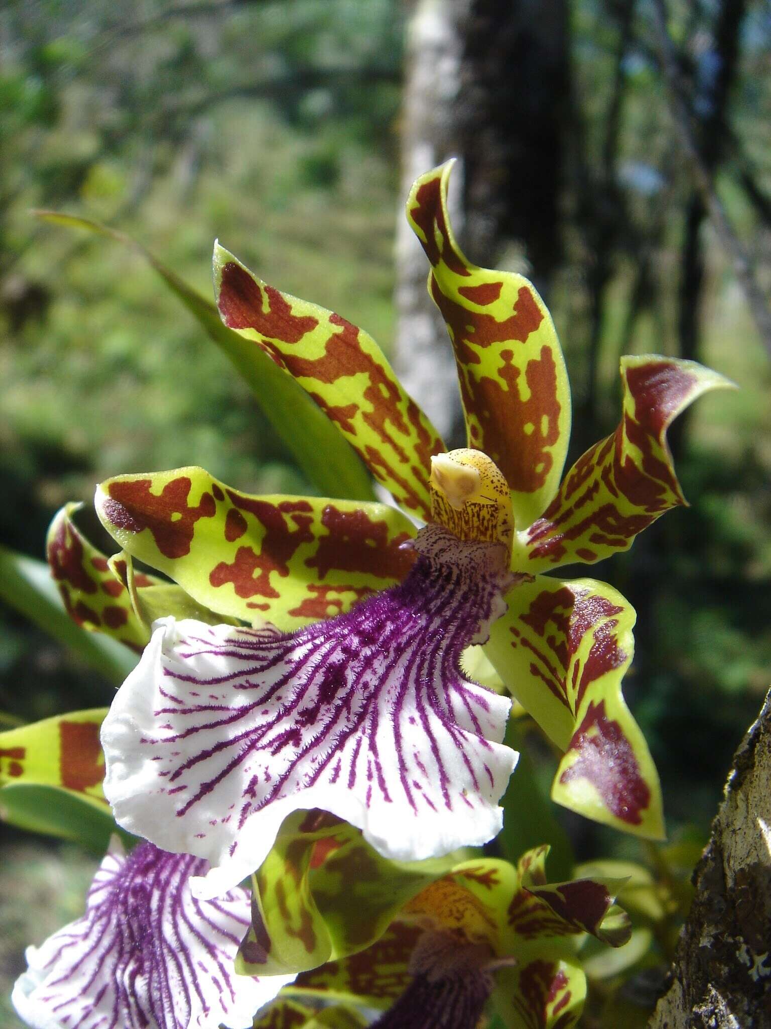 Image of orchid