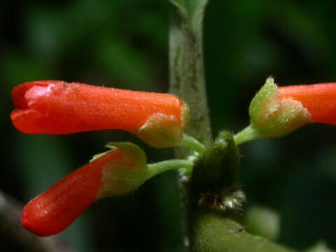 Image of Besleria tambensis C. V. Morton