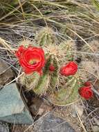 Image of Echinocereus arizonicus subsp. nigrihorridispinus