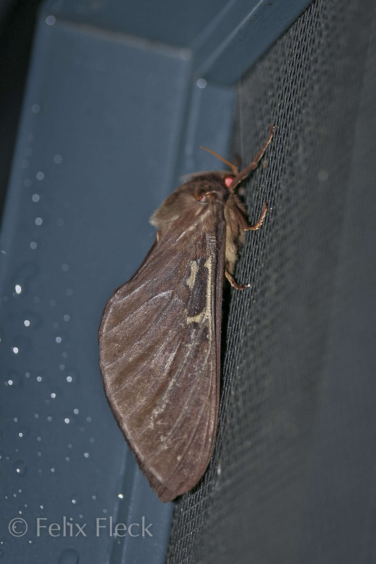 Image of Oxycanus occidentalis Tindale 1935